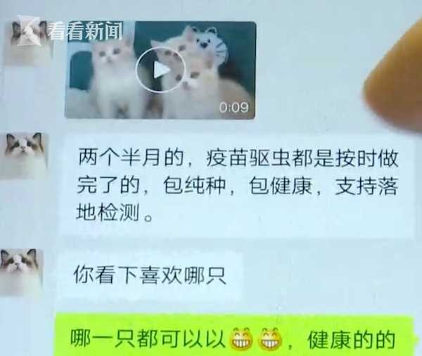 网购宠物猫到家3天就病死了！商家：只能吃我家猫粮