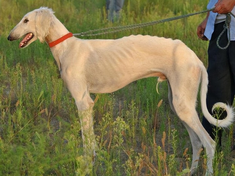 为何养细犬的人越来越多网友：养了就不想换狗了