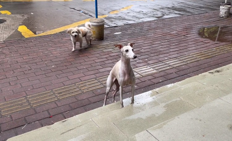 广州：有主赛犬街头讨食年迈狗狗小心进食的画面着实让人心酸