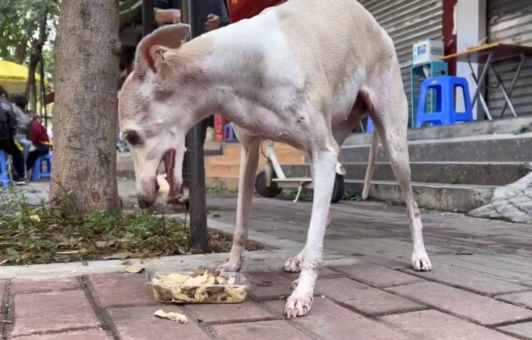 广州：有主赛犬街头讨食年迈狗狗小心进食的画面着实让人心酸