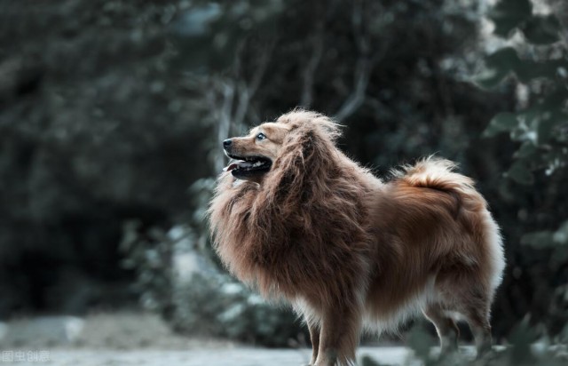 中华田园犬有什么优点明明聪明又可爱为什么一直被歧视