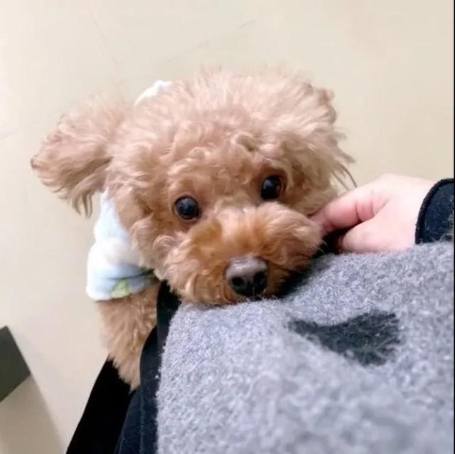 泰迪犬的7种性格解析你家属于哪种