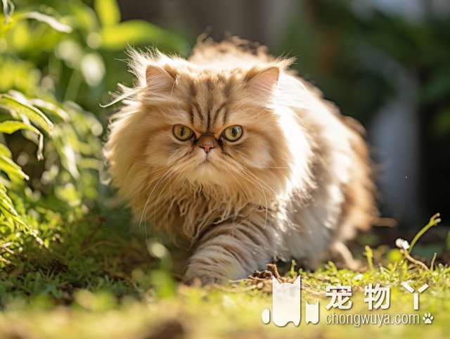 中华狸花猫和狸花猫有区别吗？