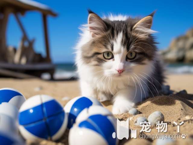 银猫和金猫的区别