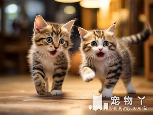 福州PETKIT小佩宠物，是最适合猫咪的宠物店吗？